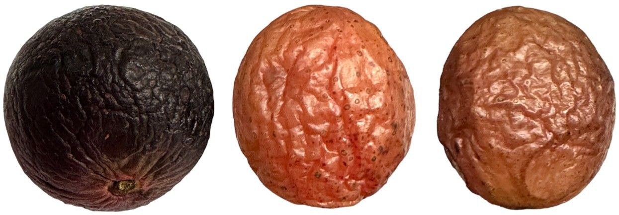 Shriveling in muscadine fruit of various colored cultivars.