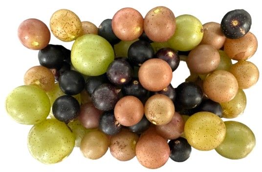 Collection of muscadine grape cultivars showing varied differences in shape, size, and color.