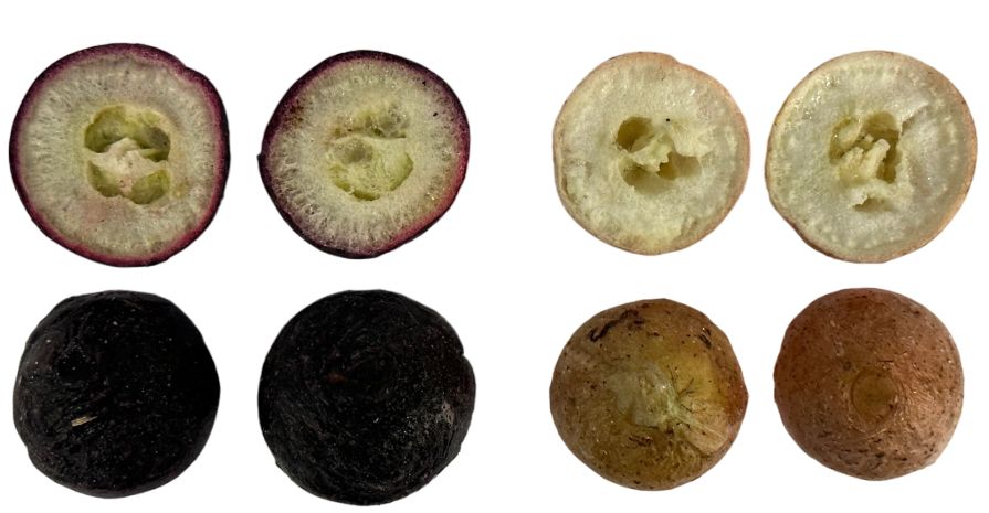 Side-by-side comparison of grapes: one type (left) with purplish dark-colored skin and light-colored insides and one type (right) with lightish-brown-colored skin and light-colored insides.