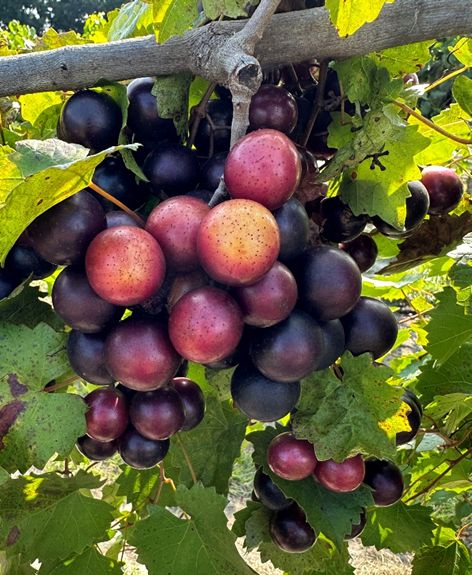 Color variability of grapes in a single muscadine cluster, ranging from dark purple to light red.