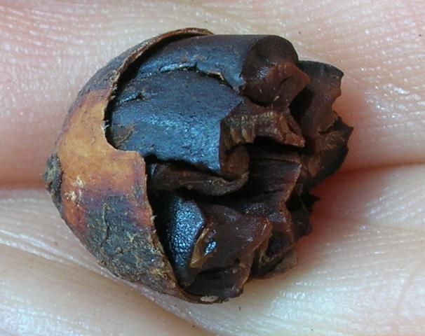 Semilla de cacao seca y pattida por la mitad sobre una mano humana.