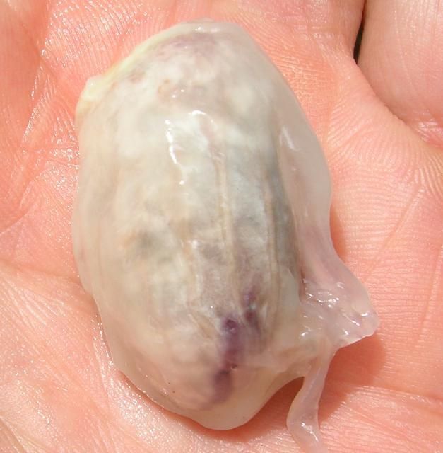 Una semilla de cacao fresca sobre una mano humana. Color blanco y textura gelatinosa al tacto.