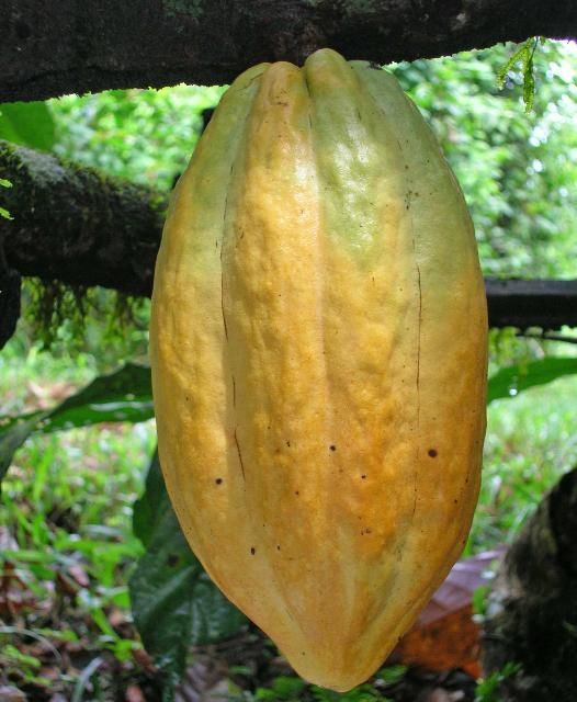 Cápsula de cacao madura de gran tamaño en una rama de la planta.