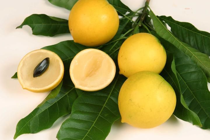 Cuatro frutos de caimito de color amarillo intenso sobre una cama de hojas de la planta. Una de las frutas está partida por la mitad mostrando la pulpa y la semilla.