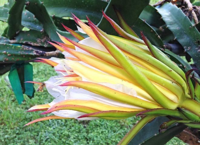 Primer plano de una flor de pitahaya tomada de perfil casi abierta, de pétalos blancos alargados.