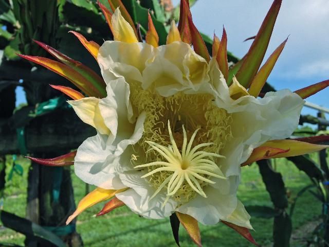 Primer plano de una flor de pitahaya tomada de frente, casi abierta, de pétalos blancos alargados. Se ven sus estambres.