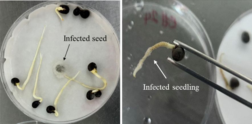 Close-up of seeds in a petri dish that failed to grow because of an infection, as shown by abnormal fuzzy substance on radicle and around seed.