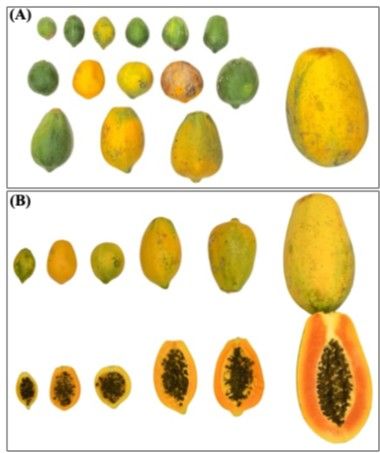 Papaya fruit range in size from small to large, in skin color from yellow to orange to green, in flesh color from yellow to orange, and in shape from round to oval. The half open fruit show many small brown seeds at the centers.