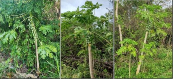 Three tall papaya trees and one that is short.