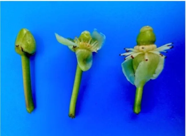 Un botón de flor de achachairu cerrado al extremo izquierdo, en el centro un botón de la flor parcialmente abierto y en el lador derecho un flor completamente abierta.
