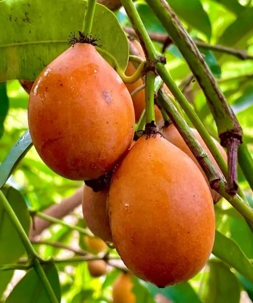 Varios frutos de achachaidu completamente maduros cuelgan de una rama, son frutos elípticos de un color naranja.