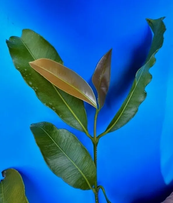 Parte final de una ramita de achachairu que muestra largas hojas con nervaduras y en el extremo dos hojas nuevas cuya textura es más suave.