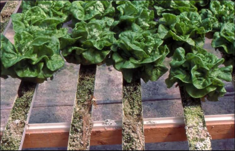 Figure 5. Butterhead lettuce growing in perlite-filled trays.