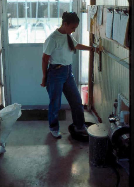 Figure 29. Foot bath to sanitize shoes prior to greenhouse entry.