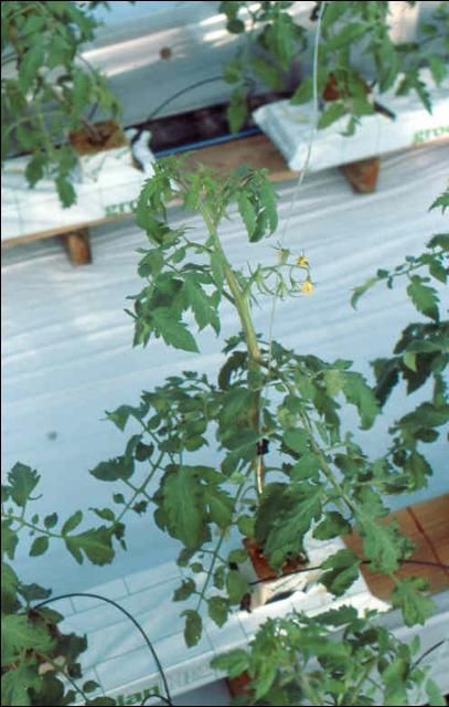 Figure 14. Young tomato plants showing stage of growth when start-tray takes over irrigation control.