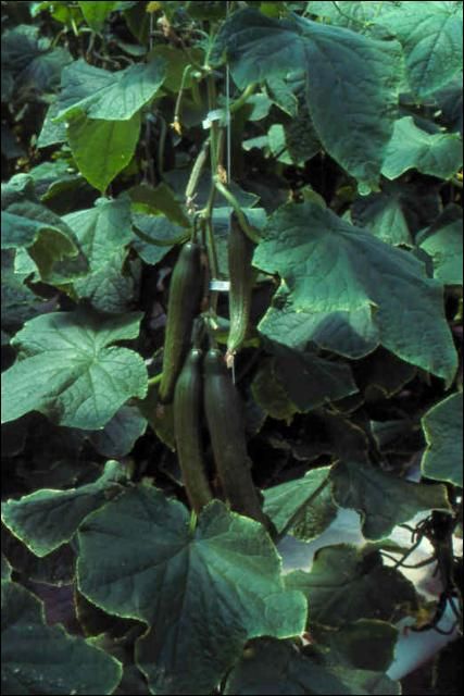Figure 3. European cucumbers ready for harvest.