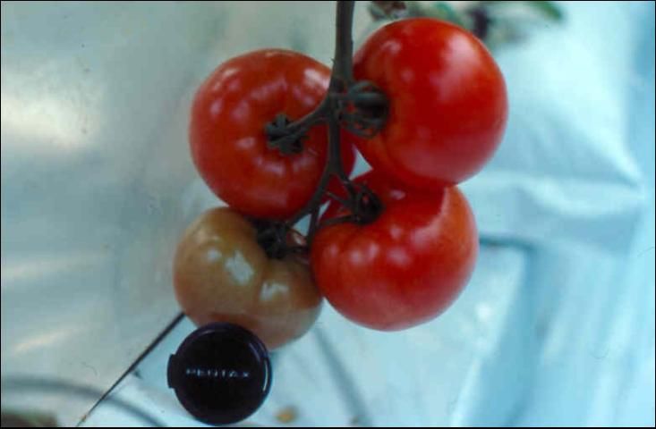 Figure 1. Greenhouse-grown cluster tomatoes ready for harvest.