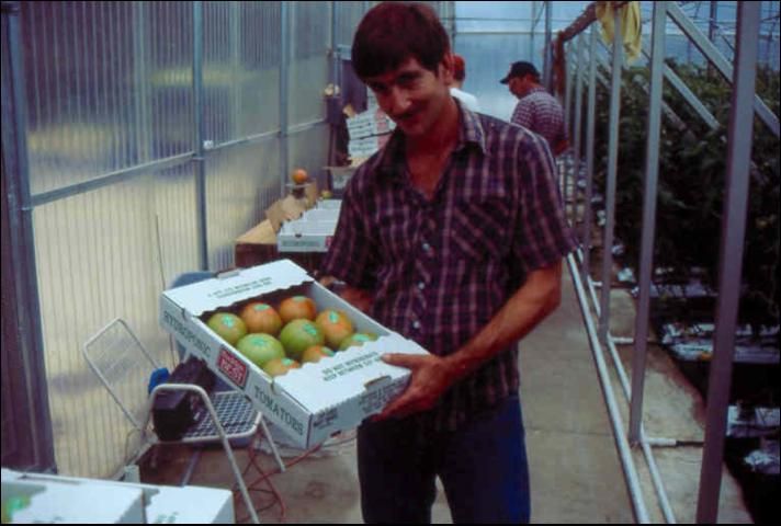 Figure 2. Greenhouse beefsteak tomatoes packed for shipment to market.