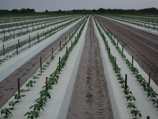 Figure 6. Uniform growth and yield may be expected with drip irrigation (7.1) as shown here with strawberry. When the drip tape is not placed in the center, one row may be taller than the other (7.2) as shown here with bell pepper.