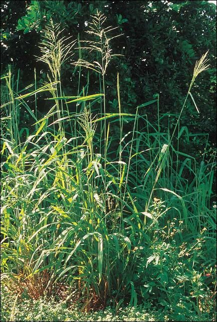 Figure 1. Guineagrass.