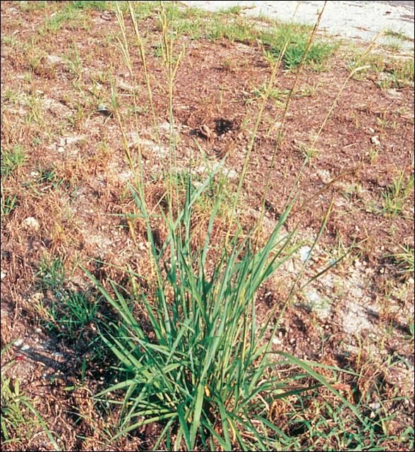 Figure 11. Vaseygrass.