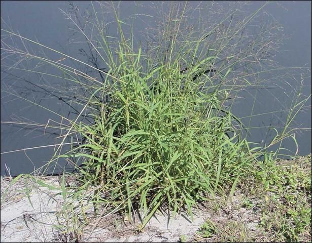 Figure 2. Narrowleaf guineagrass.