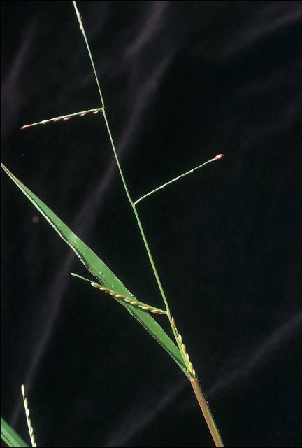 Figure 4. Broadleaf signalgrass.