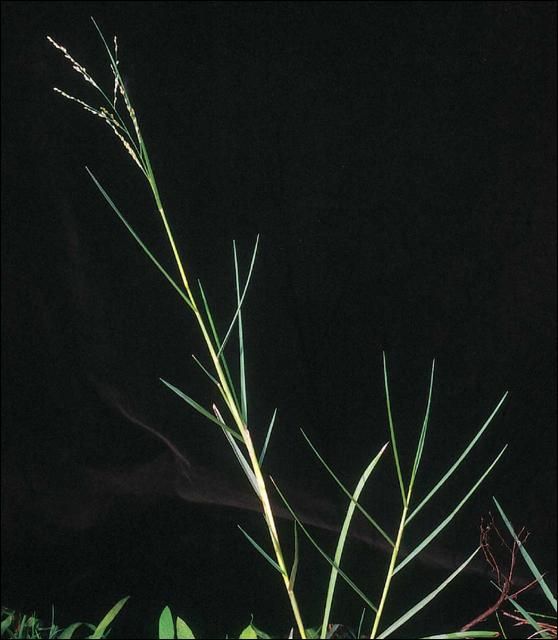 Figure 3. Torpedograss.