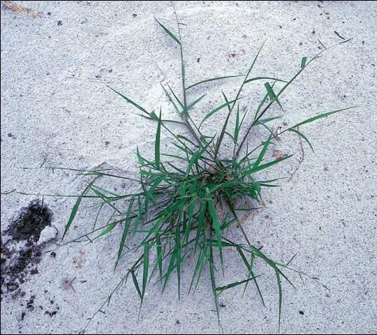 Figure 5. Smallflowered alexandergrass.