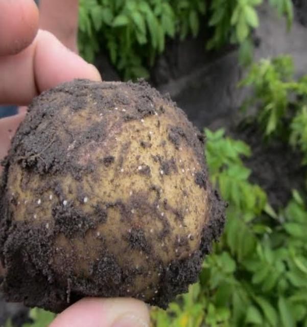 Figure 1. Enlarged or swollen lenticels, also called water bumps, on potato tuber, caused by exposure of the tuber to wet soil or storage conditions.
