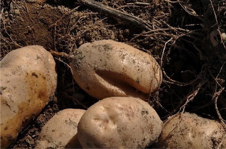 Figure 3. Example of severe growth cracks in baking potato variety.