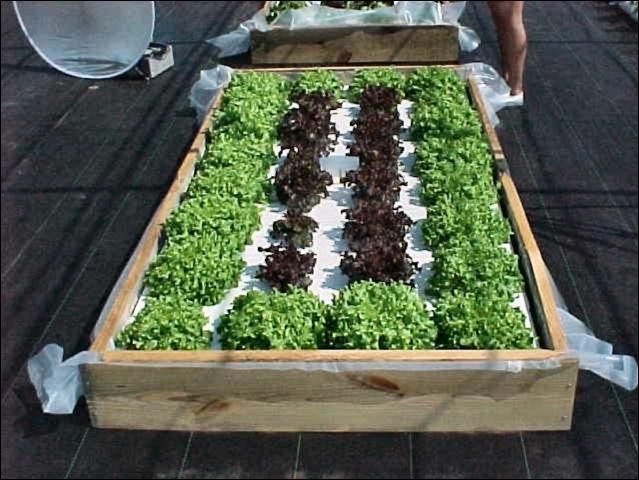 Figure 1. Lettuce in floating garden system.