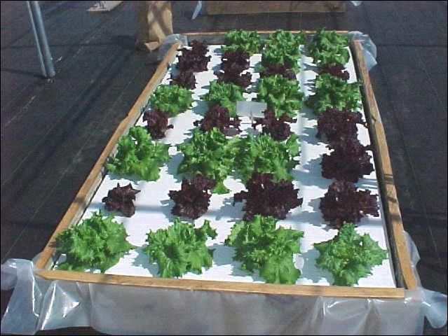 Figure 6. Healthy lettuce being grown in a standard 4x8 ft floating garden.