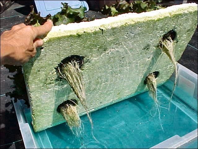 Lettuce in floating garden system.