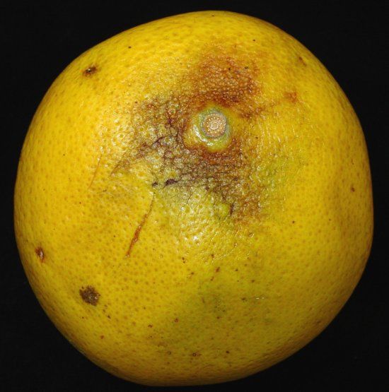 Figure 1. Symptoms of stem-end rind breakdown on Marsh grapefruit.