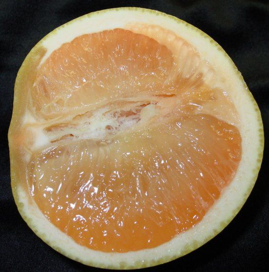 Figure 2. Internal symptoms of blossom-end clearing on grapefruit. The fruit was cut lengthwise with the bottom facing to the left.