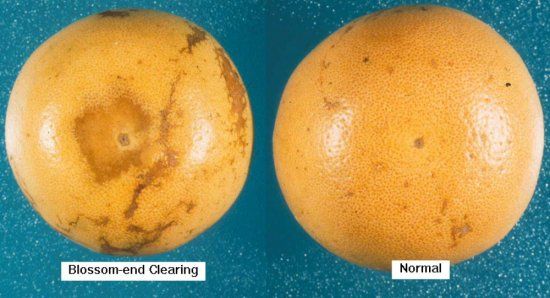 Figure 1. External symptoms of blossom-end clearing on grapefruit (left) compared to an un-injured fruit (right). View is from the bottom of the fruit.