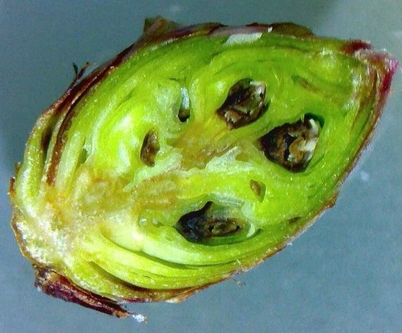 Freeze damage to blueberry floral bud