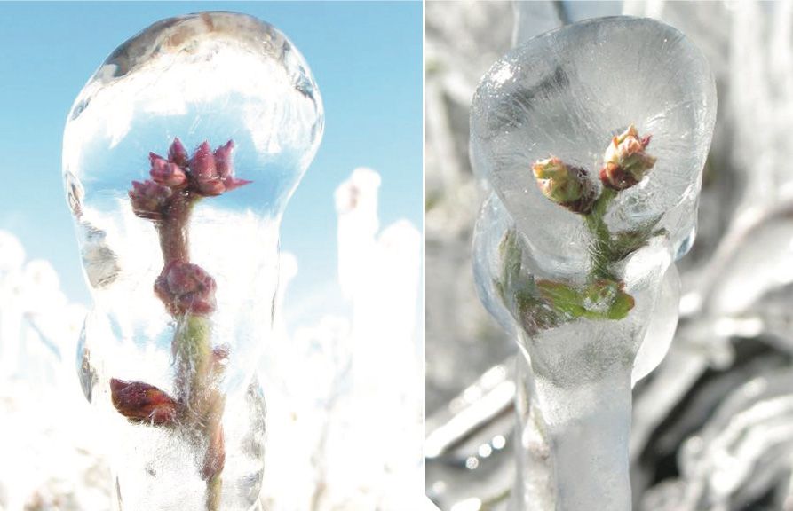Blueberry flower buds protected by overhead irrigation during a severe freeze. Clear ice, as seen here, is usually an indication of adequate freeze protection.