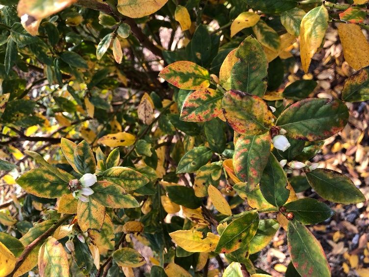 Freeze damage to blueberry foliage