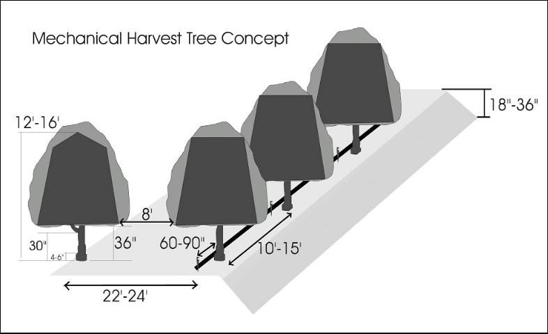 Figure 2. Mechanical harvest tree concept.
