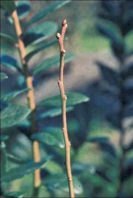 Figure 2. Blueberry cane that was defoliated in mid-September has very few well-developed flower buds later in the winter.