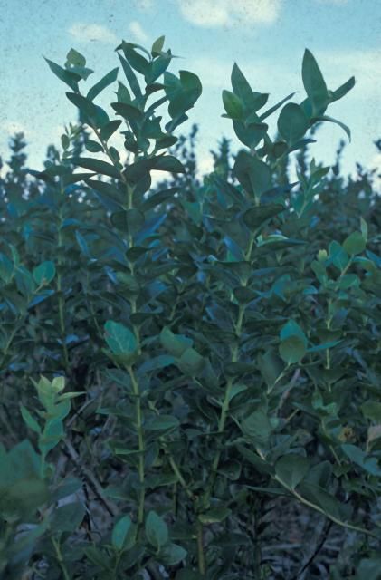 Figure 5. Summer-pruned blueberry plant showing a vigorous summer growth of flush and healthy leaves entering the fall season.