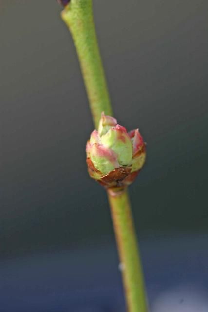 Figure 8. Flower bud developmental stage 3: Bud scales have separated, exposing interior parts of the bud. Flower bud injury may occur from hydrogen cyanamide sprays at this stage and more advanced developmental stages.