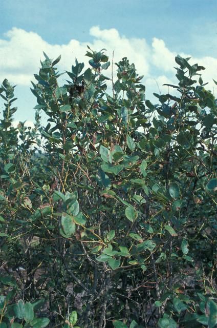 Figure 4. Nonpruned blueberry plant showing weak summer growth and early fall defoliation in September.