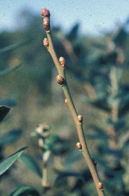 Figure 3. Blueberry cane that retained its leaves through early November has a full complement of flower buds.
