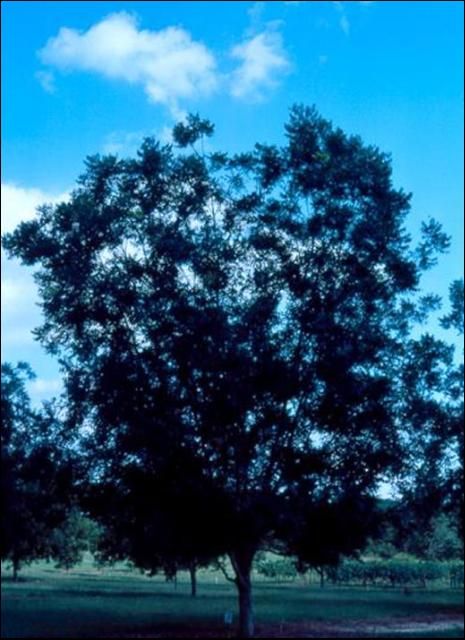 A mature pecan tree grown at a low density.