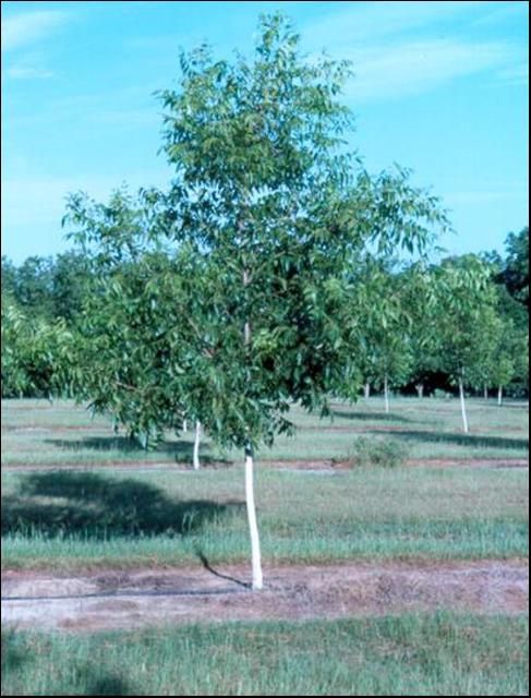 A young pecan tree training to center leader system. Eventually branches lower than 4 to 5 feet above the ground will be removed.