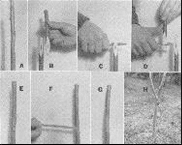 Whip grafting pecans. (A) Select a scion that closely corresponds to the size of the stock to be grafted. Cut the scion 4 to 6 inches in length. Scions should have 2 or 3 well-developed buds. (B) Make a diagonal cut 1 ½ to 2 inches in length at the base of the scion. Make a diagonal cut the same length on the stock. All cuts should be straight and smooth. (C) Make a cleft cut down the stock. The cut should be about ¾ inches in length and one-third of the distance down from the tip of the diagonal cut. (D) Make the same type of cleft cut in the scion. (E) Place scion on stock, interlocking the cleft cuts and matching the cambium layers of stock and scion on one side of the graft. (G) Wrapping secures the scion and stock together and prevents their drying out. (H) Whip grafted tree.