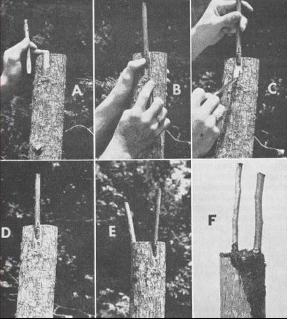 Inlay bark graft method. (A) Pare down the rough, scaly portion of the bark to provide a smooth surface for making the outline of the scion. (B) Lay the beveled side of the scion against the pared place on the stock. With the point of a knife, cut through the bark of the stock along each side and across the bottom of the scion. (C) Remove the patch of the bark from the stock and place the scion in the space. (D) Nail the scion in place. (E) In the same manner, place another scion on the opposite side of the stock. (F) Cover all cut surfaces with grafting wax or a tree-healing compound.